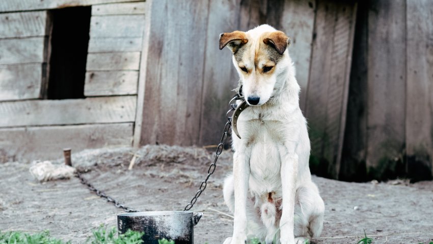 Poor underfed dog